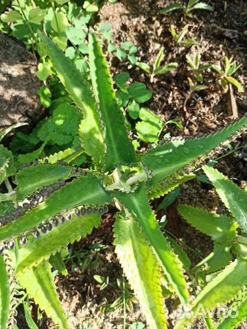 Каланхоэ алоэ 100-200