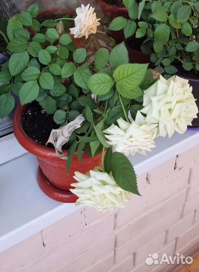 Роза кардана