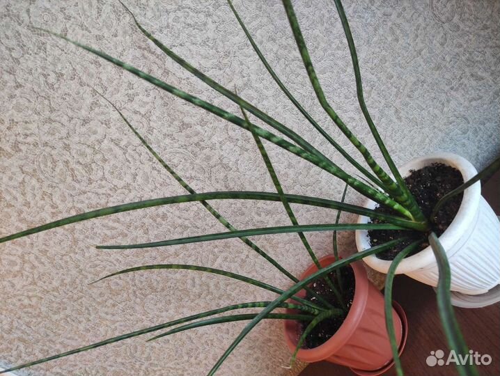 Сансевьерия, остролистная. Грациозная