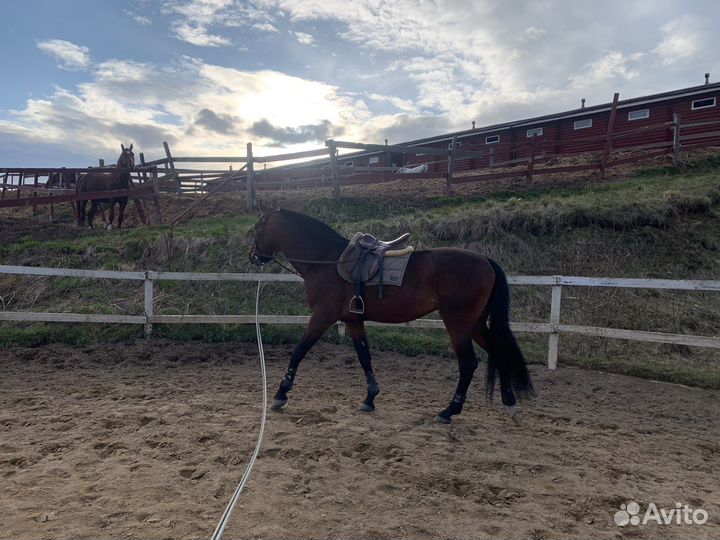 Лошадь в аренду