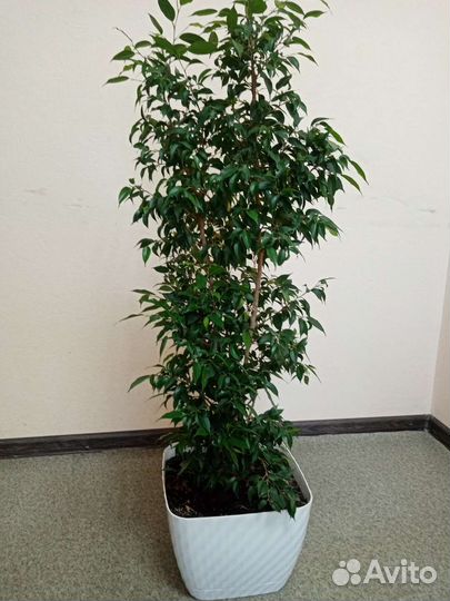 Фикус бенджамина большой