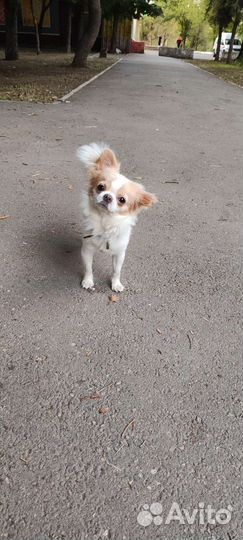 Вязка кобель чихуахуа