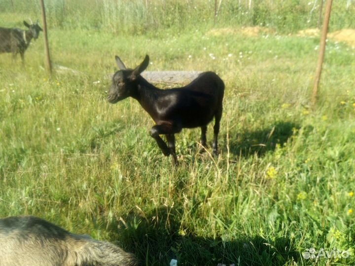 Козел, козлята