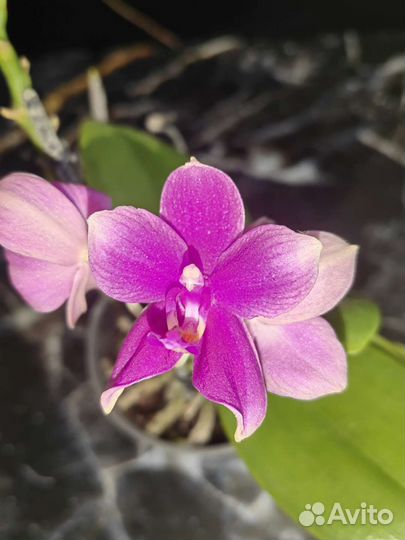 Орхидея фаленопсис ароматные