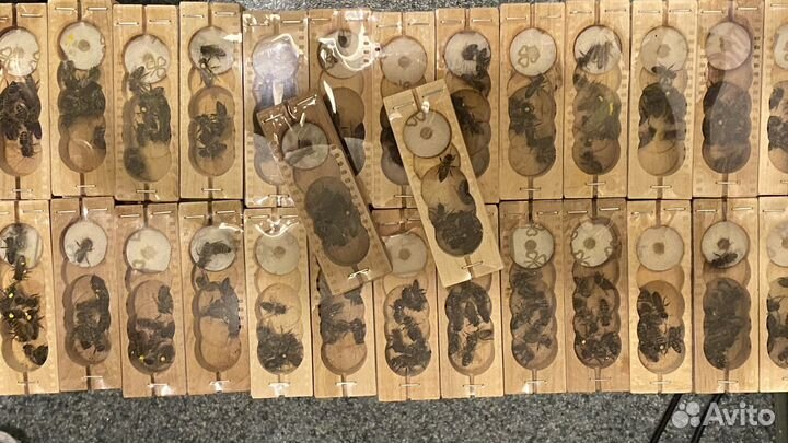 ВДНХ Пчелы: матки бакфаст матки карника в наличии