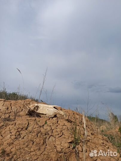 Череп лошадиный(верхняя челюсть)