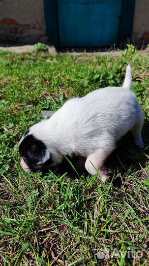 Собака в добрые руки отдам бесплатно