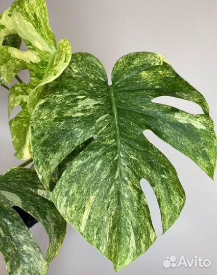 Монстера legacy