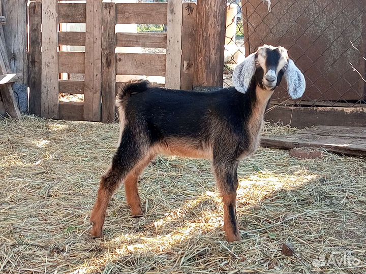 Англо-нубийские козлята