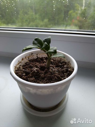 Замиокулькас зензи