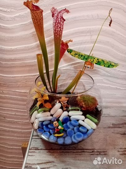 Флорариумы