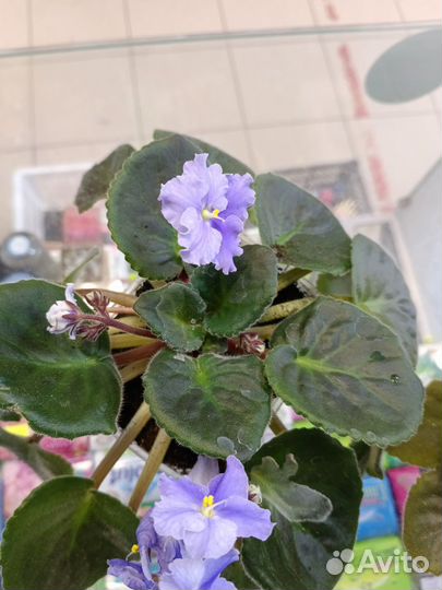 Комнатные растения цветы