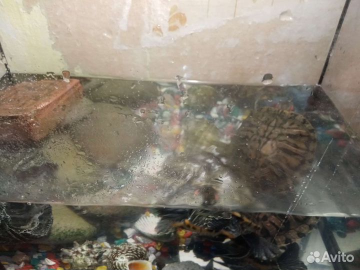 Красноухая черепаха