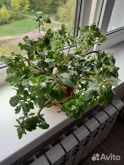 Каланхое Броссфельда