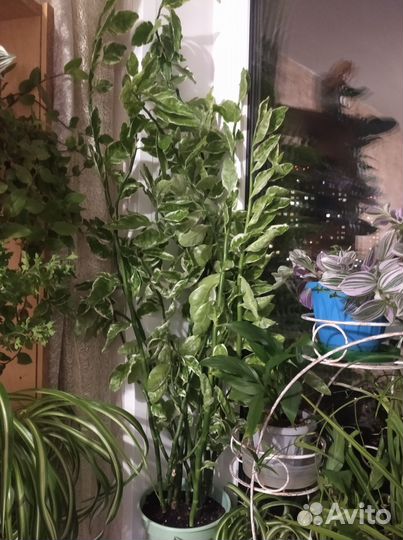 Педилантус взрослый