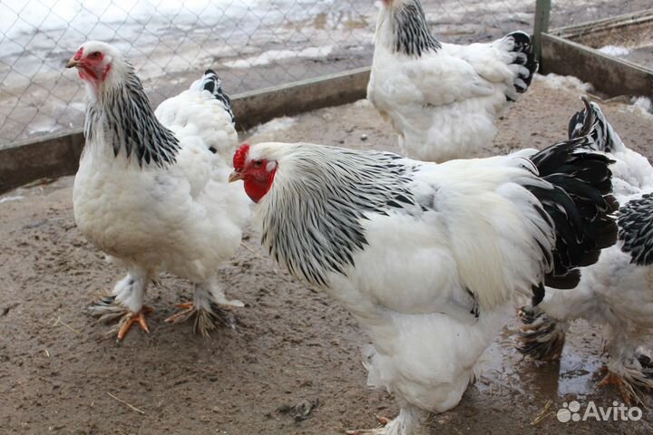 Предлагаю с 9 марта инкубационное яйцо