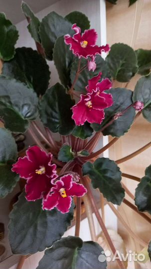 Фиалка-укорененный набор 4шт