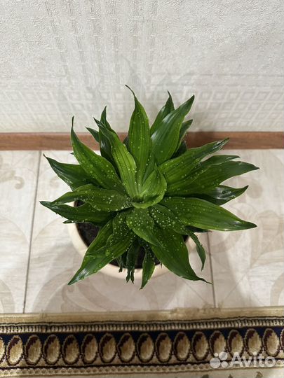 Комнатные растения