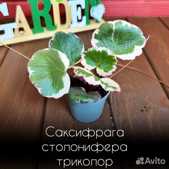 Саксифрага столонифера триколор