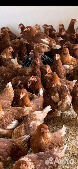 Куры молодки несушки