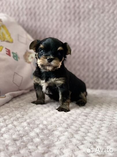 Йоркширский терьер мини щенки