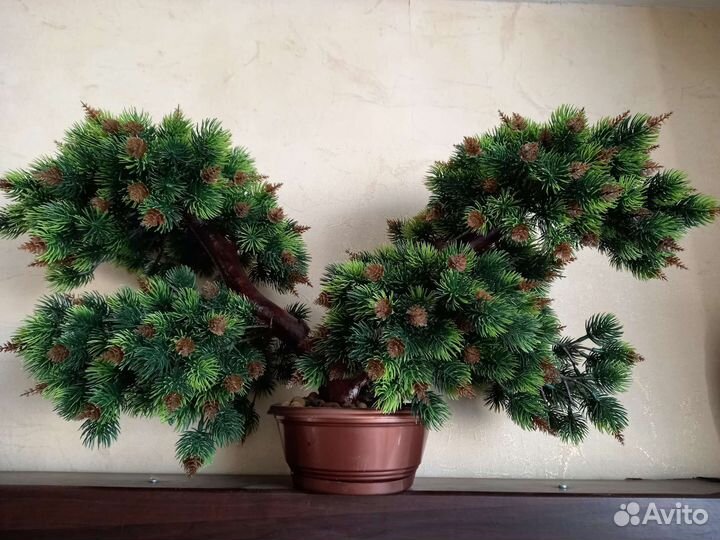 Бонсай Сосна