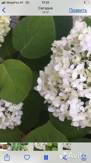 Белые гортензии. Бронь на осень