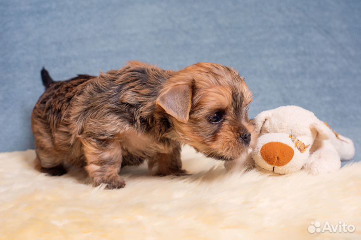 Йоркширский терьер мини девочка
