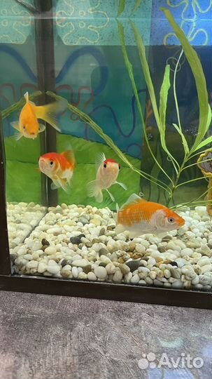 Аквариум с рыбками