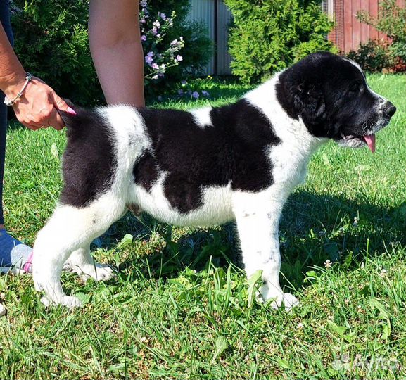 Щенок алабая