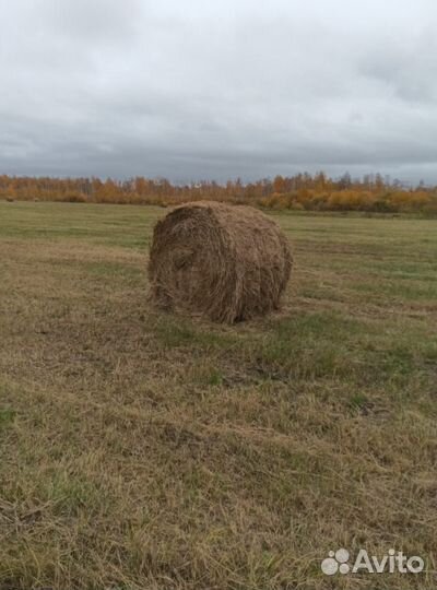 Сено в тюках