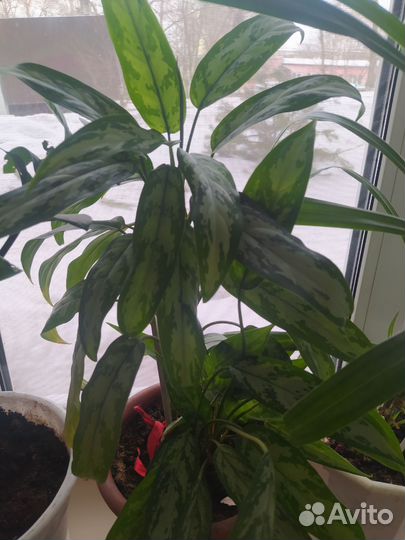 Комнатные цветы