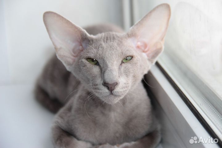 Петерболд девочка