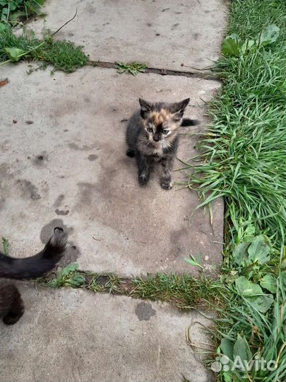 Котята 1.5 мес в добрые руки