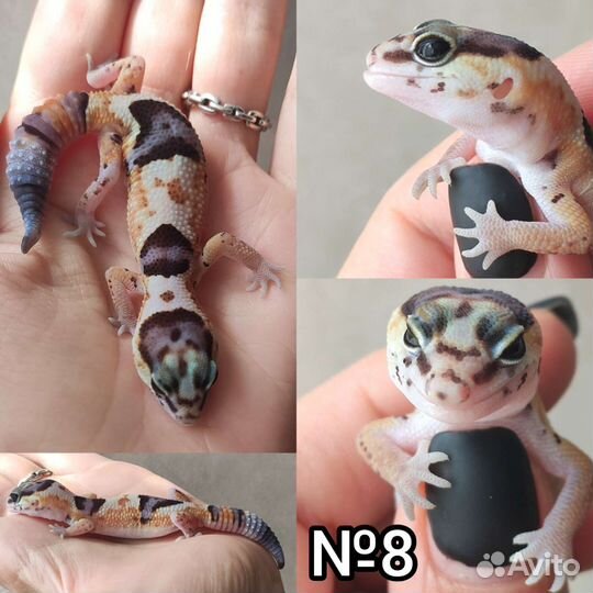 Гемитекониксы