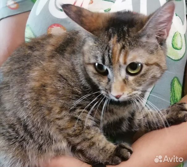 Отдам в добрые руки