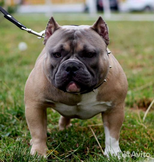 Американский Булли покет. Вязка