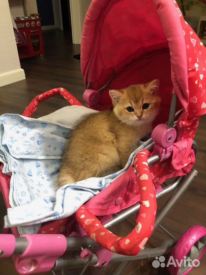 Британский кот на вязку