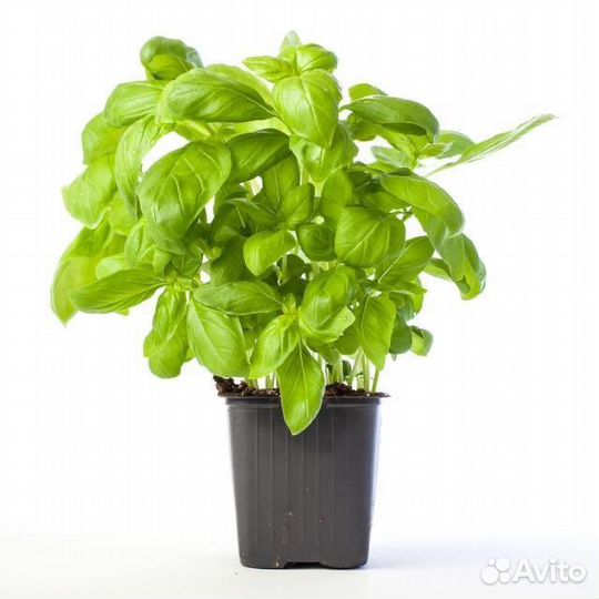 Семена овощи и травы для квартиры и балкона