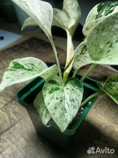 Эпипремнум хеппи лиф