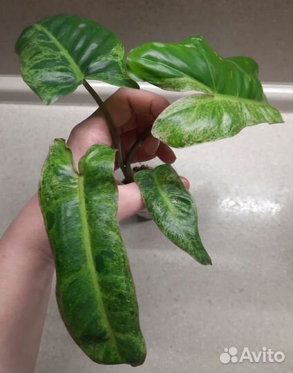 Филодендрон параисо верде билли мраморный