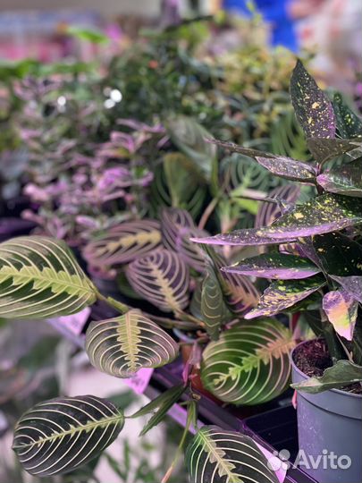 Комнатные растения