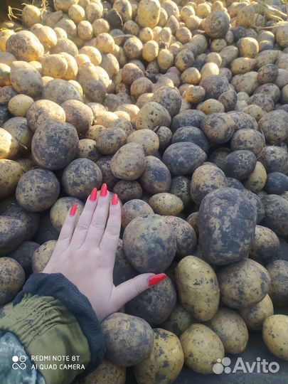 Продам картофель(овощи) опт и розница