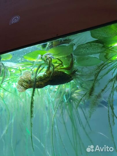 Мраморный рак