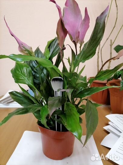 Спатифиллум make ups rose розовый