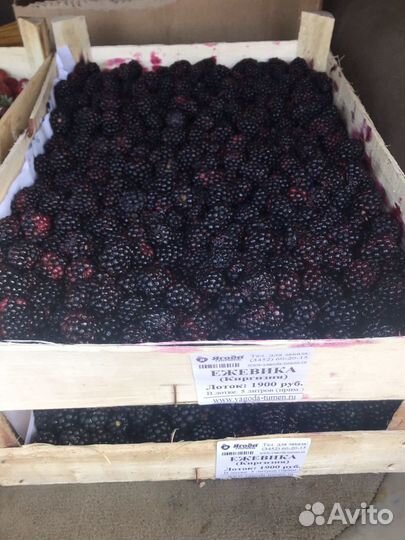 Клубника, малина, клюква, брусника