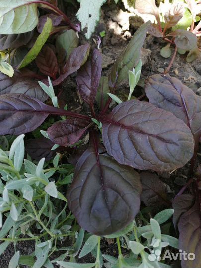 Живучка ползучая