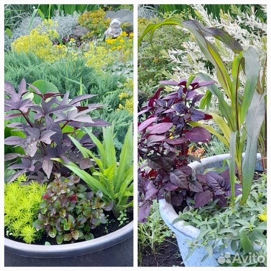 Альтернантера