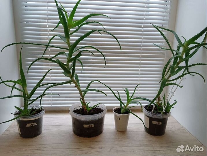 Каланхоэ лечебный и цветущий, столетник, толстянка