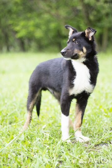 Щенок в добрые руки